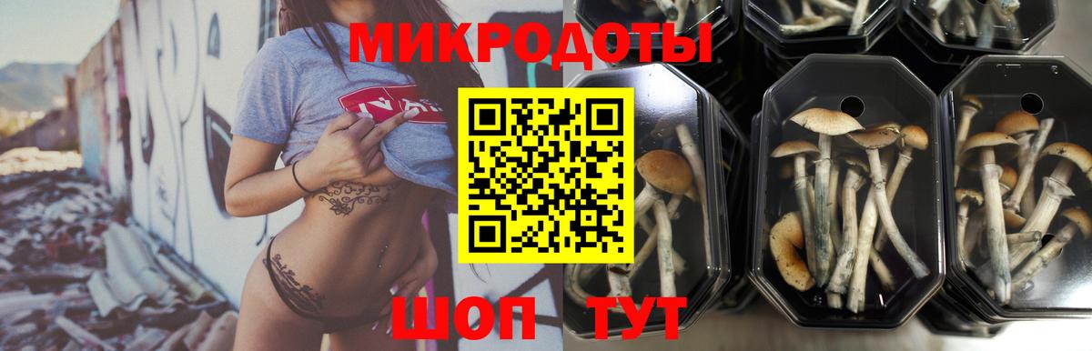 Кострома  Галлюциногенные грибы прущие грибы  Вход с VPN  Псилоцибиновые грибы Psilocybe 